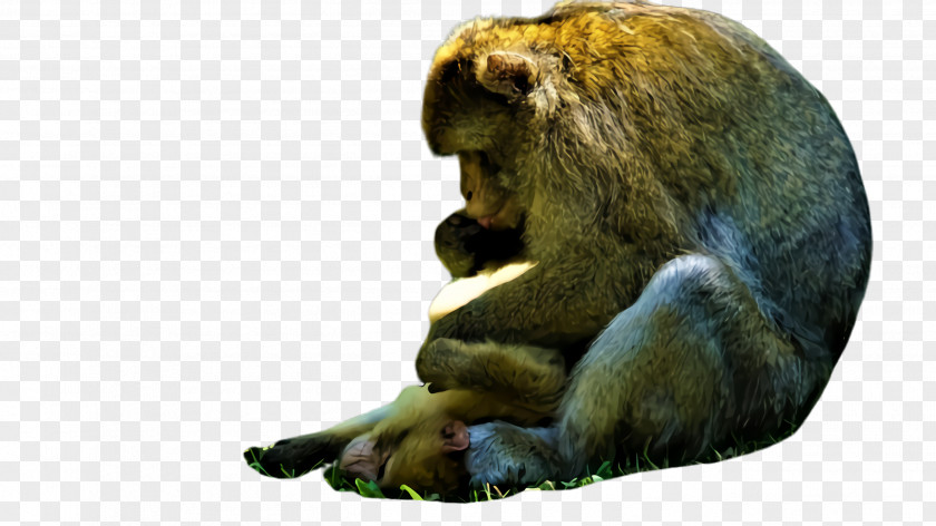 Wildlife Terrestrial Animal New World Monkey Old Macaque PNG