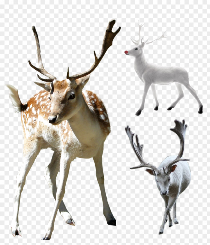 Deer Clip Art PNG