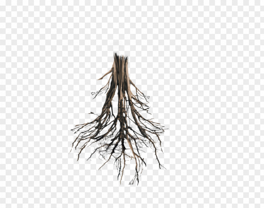 Floating Island Tree Root Trunk Oak PNG