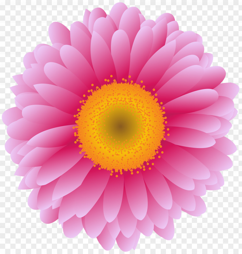 Flower Transvaal Daisy Stock Photography Clip Art Chrysanthemum PNG