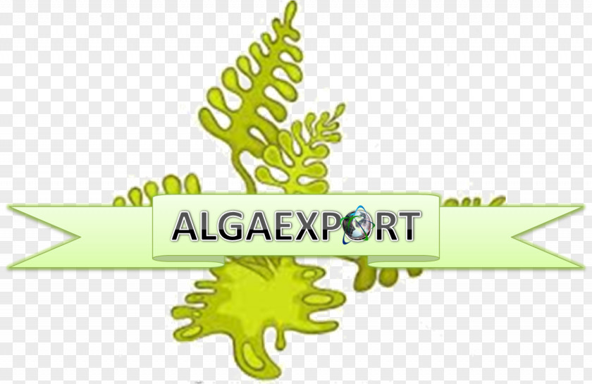 Leaf Algae PNG