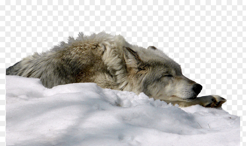 Snow Wolf Dog Arctic Display Resolution Wallpaper PNG