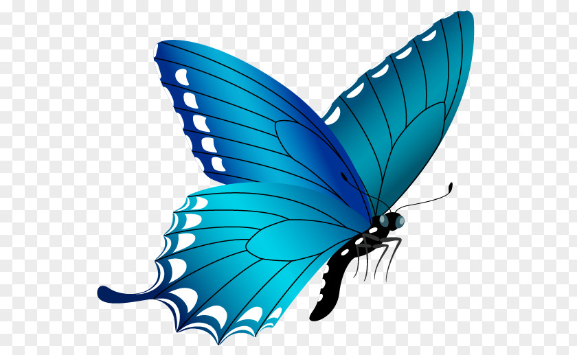 Buterfly Butterfly Blue Clip Art PNG