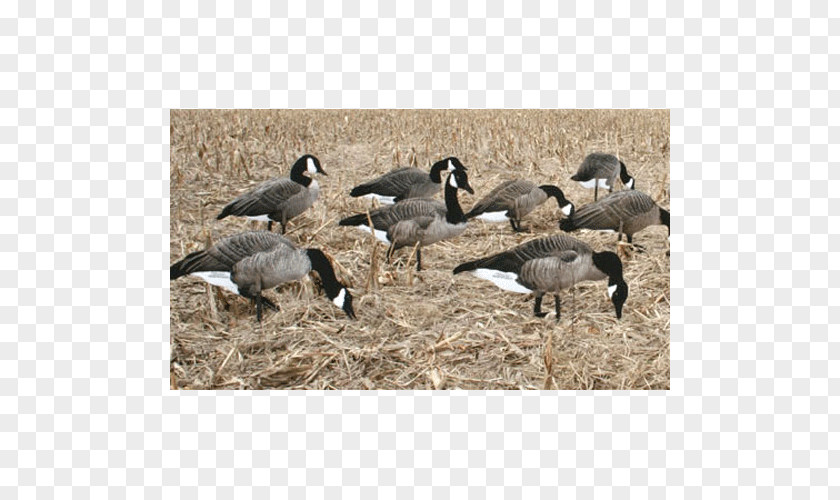 Canada Goose Duck Decoy Hunting PNG