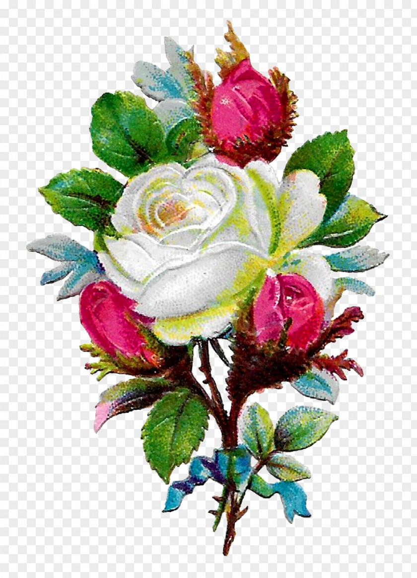 Flower Garden Roses Floral Design Cabbage Rose Cut Flowers PNG