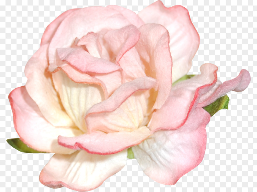 Garden Roses Blog Floral Design Clip Art PNG