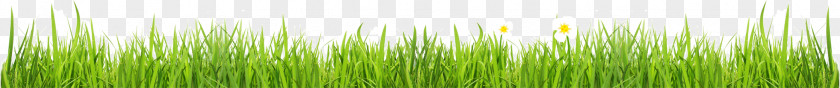 Grass Wheatgrass Green Plant Stem Computer Wallpaper PNG