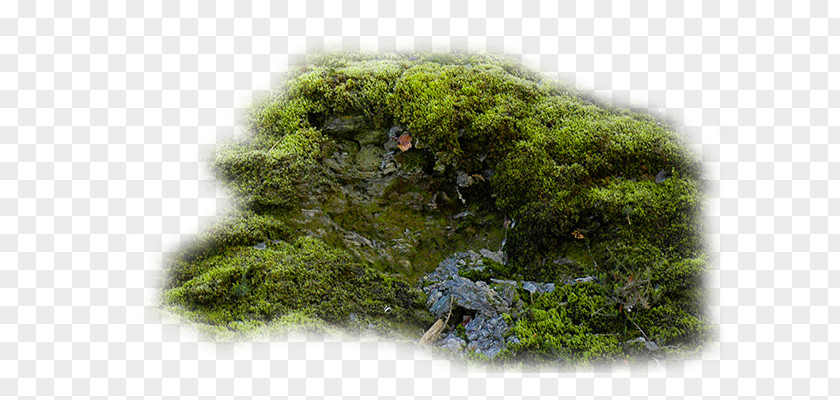 Moss Vegetation Forest PNG