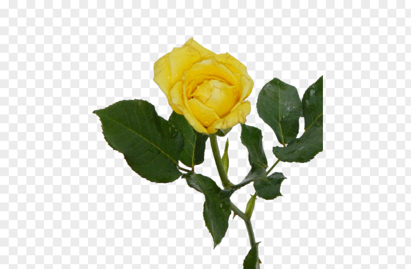 Nova Garden Roses Cabbage Rose Austrian Briar Floribunda Yellow PNG