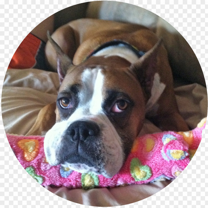 Puppy Boxer Dog Breed Valley Bulldog Boston Terrier Toy PNG
