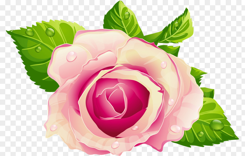 Rose Flower Pink Clip Art PNG