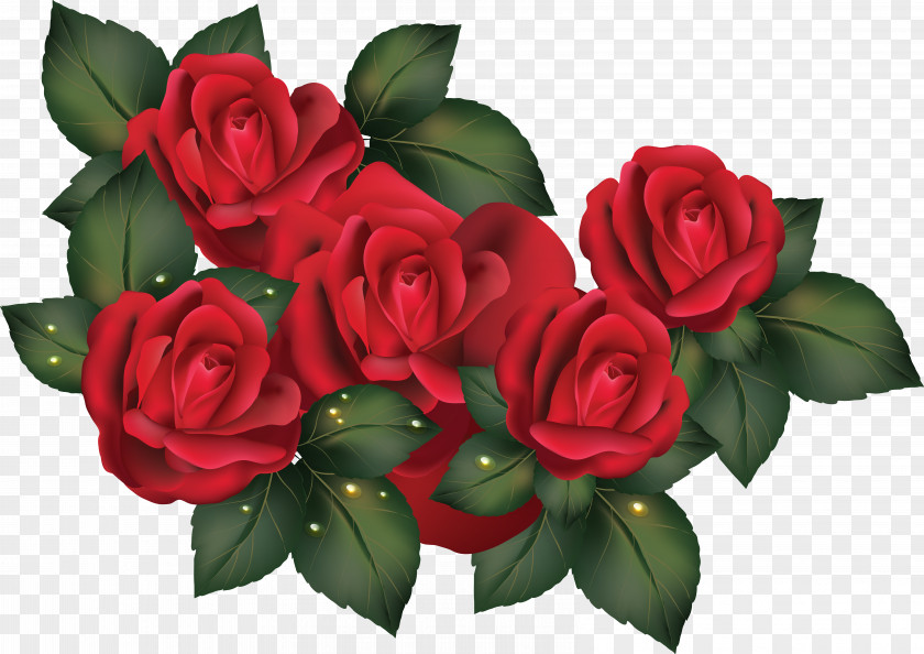 Rose Flower Wallpaper PNG