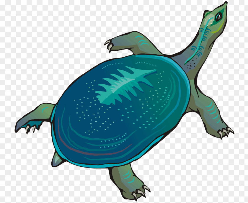 Sea Turtle Graphic Free Content Clip Art PNG