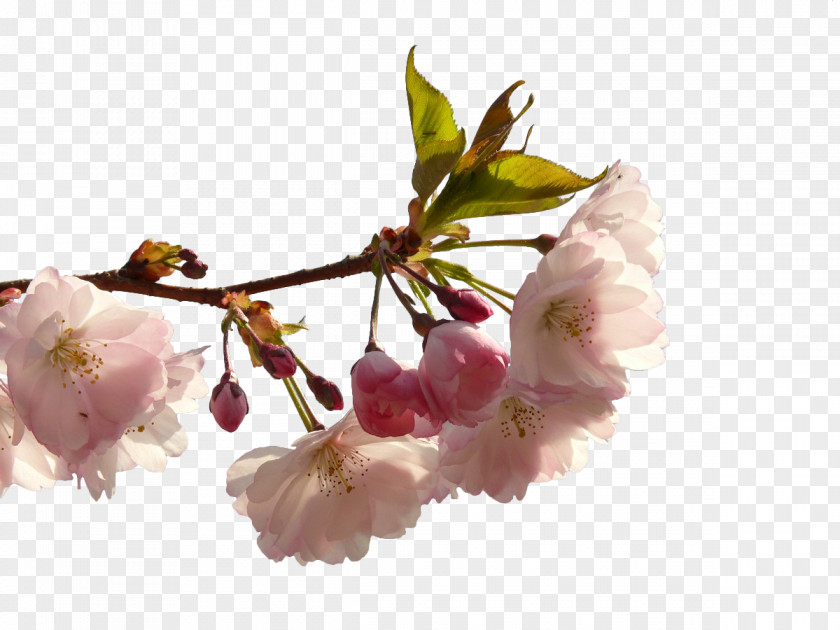 White Cherry Blossoms Prunus Serrulata Cerasus Blossom PNG