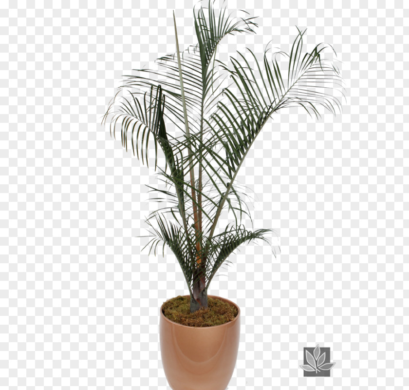 Date Palm Babassu Arecaceae AMIA 2018 Flowerpot PNG