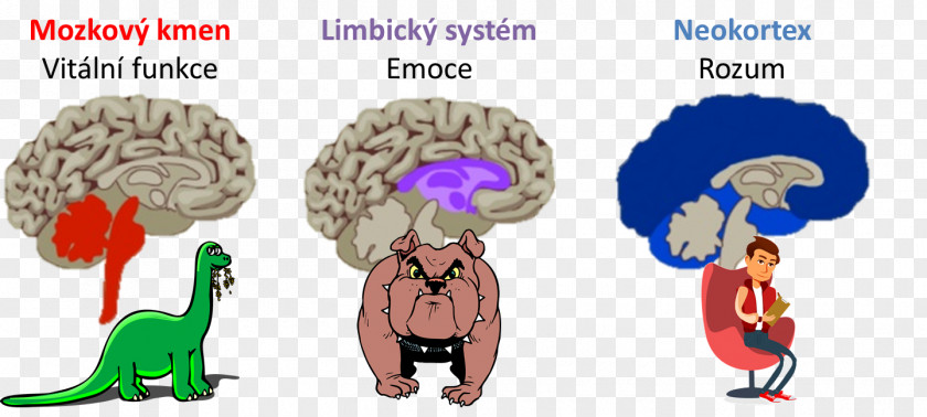 Fat Sick And Nearly Dead Brainstem Clip Art Neocortex PNG