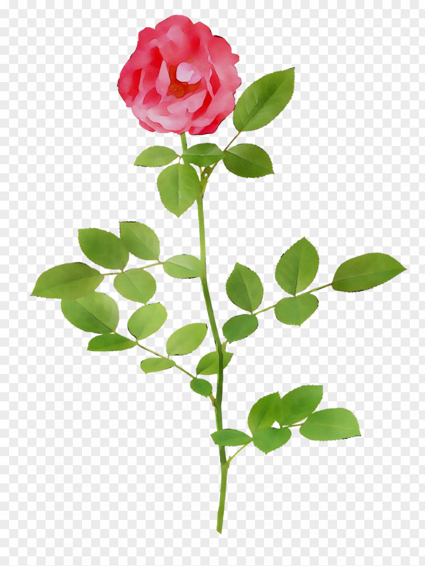Garden Roses Cabbage Rose Cut Flowers Bud Petal PNG