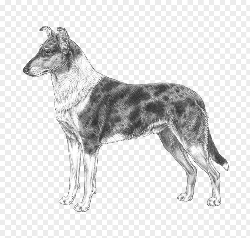 Koolie Australian Cattle Dog Smooth Collie Rough Scotch PNG