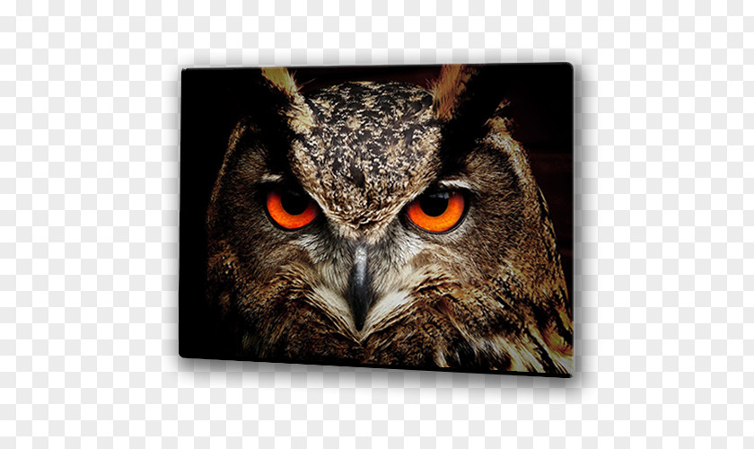 Owl Barn Bird Clip Art Eurasian Eagle-owl PNG