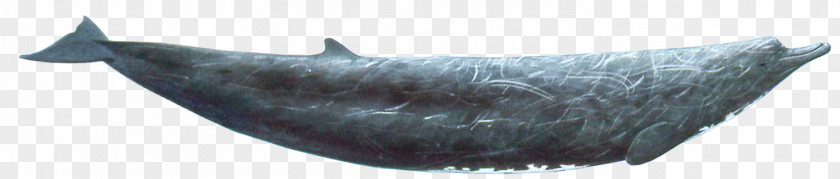 Risso's Dolphin Marine Mammal Fish PNG