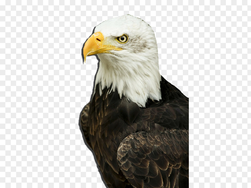 Bird Of Prey Bald Eagle Goose Duck PNG