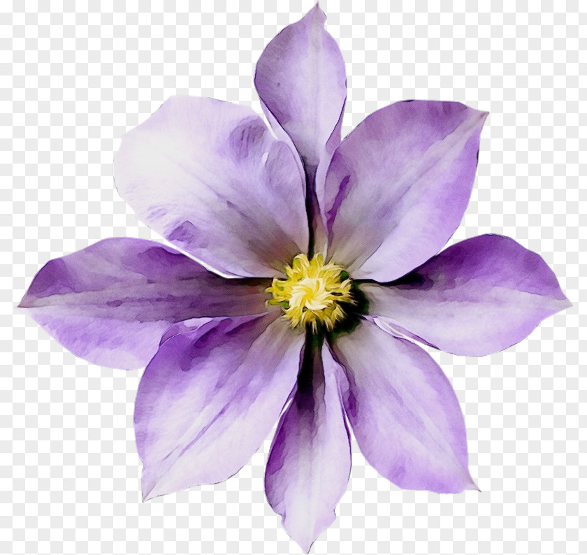 Columbine Clematis Flower Flowering Plant Petal Purple Violet PNG