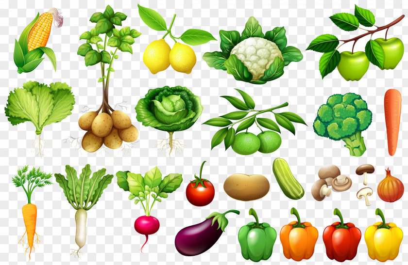 Daquan Vegetables Vegetable Euclidean Vector Illustration PNG