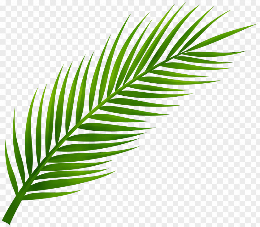 Flower Terrestrial Plant Palm Tree PNG