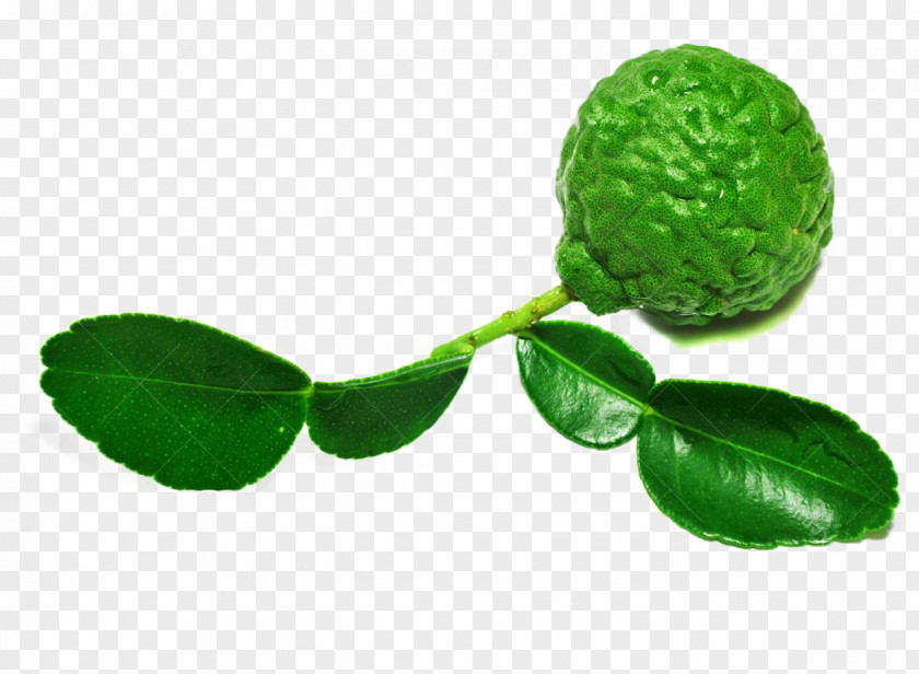 Lemon Leaves On The Picture Material Auglis Fruit PNG