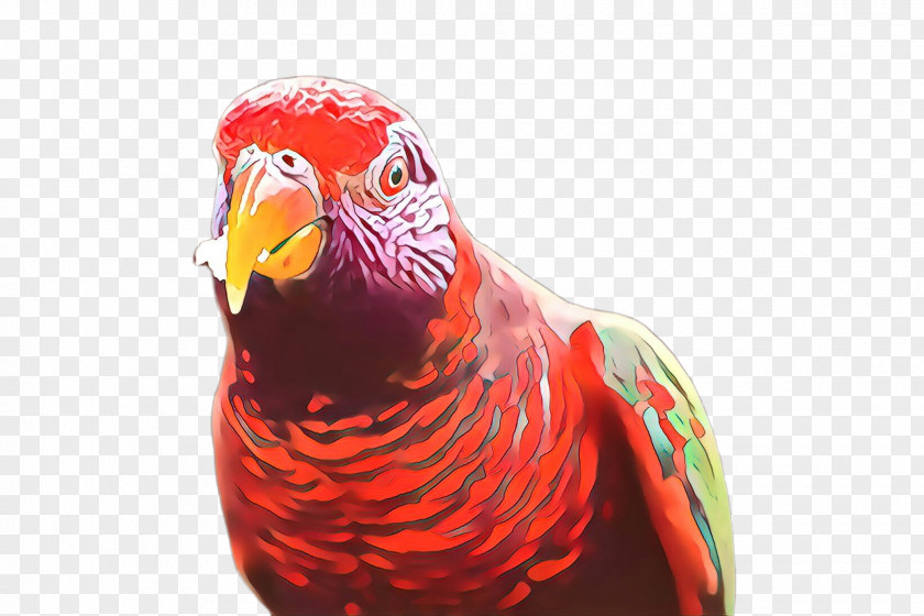 Parakeet Lorikeet Bird Beak Parrot PNG