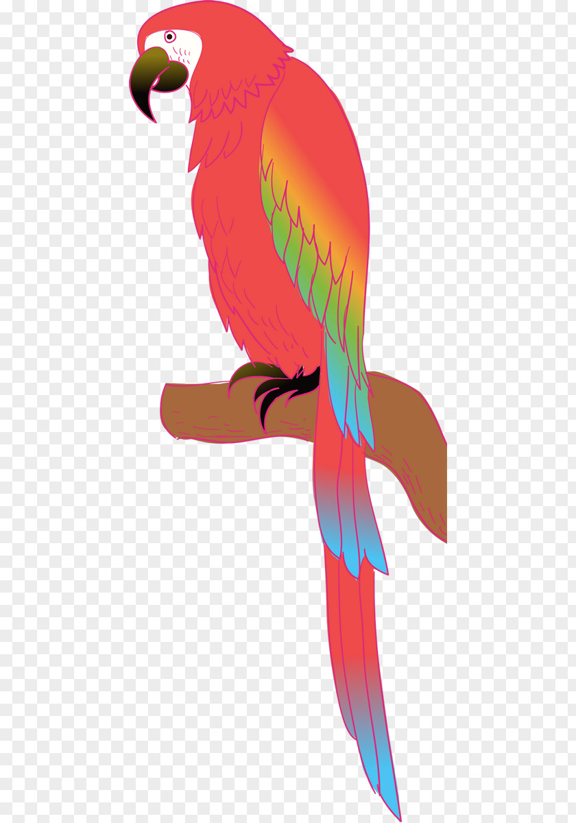 Parrot Macaw Parakeet Budgerigar Bird PNG