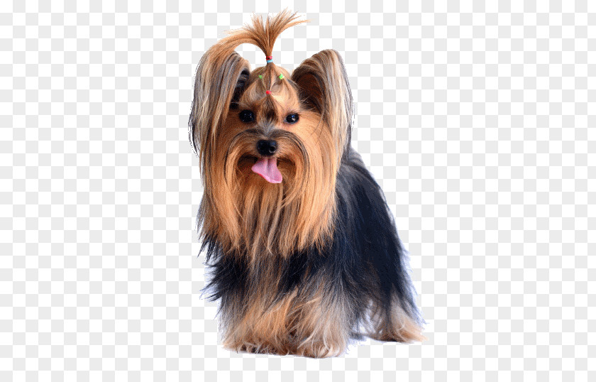 Poodle Grooming Ideas Yorkshire Terrier Australian Silky Morkie Puppy PNG