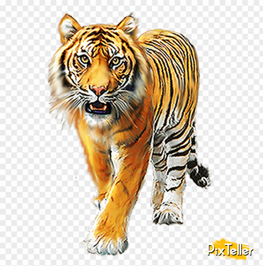 Tiger Lion Image Jaguar PNG