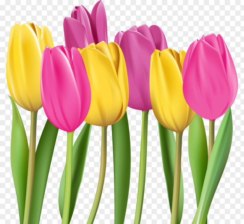 Two-color Tulip Flower Illustration PNG