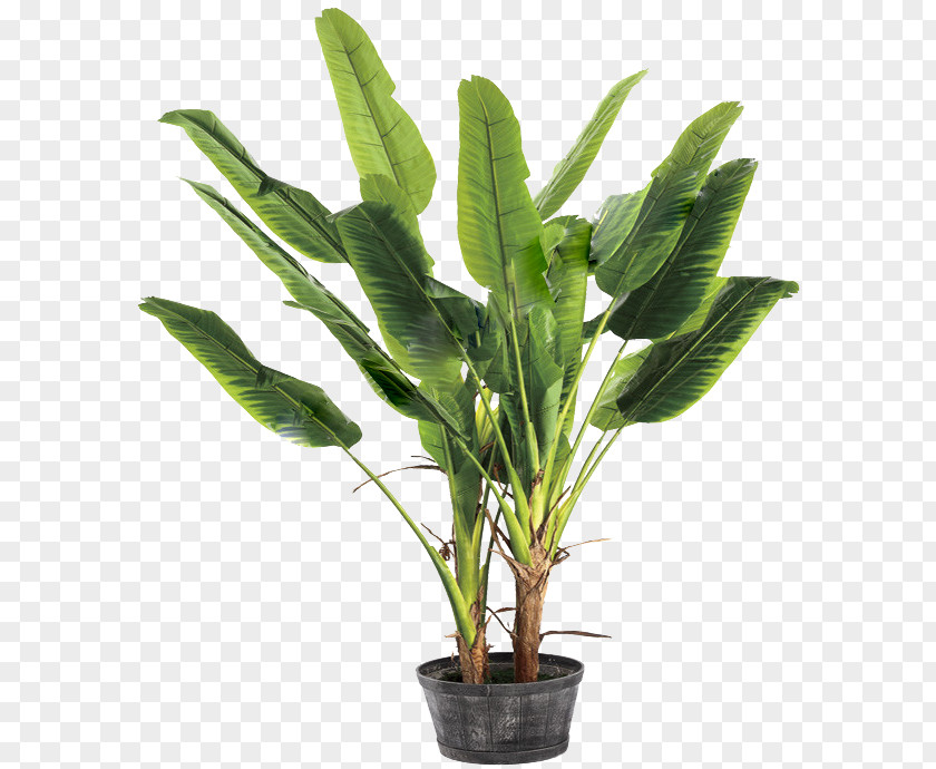 Banana Leaf Musa Basjoo Ravenala PNG