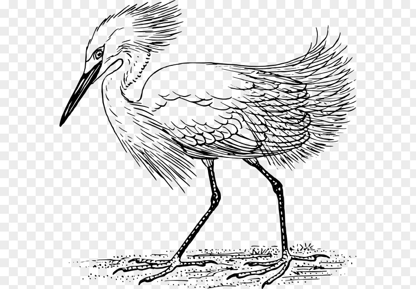 Bird Heron Great Egret Clip Art PNG