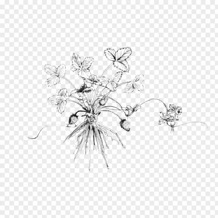 Drawing Sketch Image Plants Design PNG