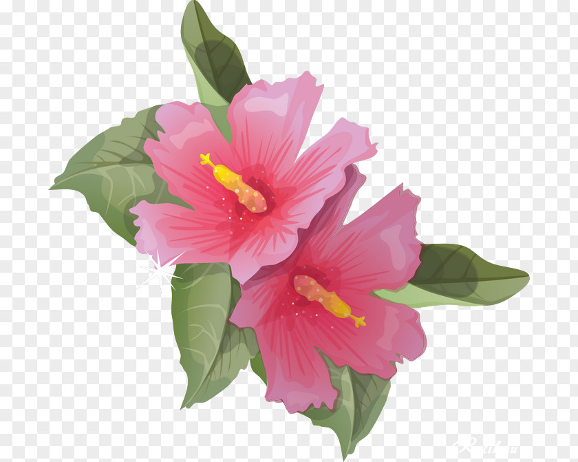 Flower Shoeblackplant Clip Art PNG