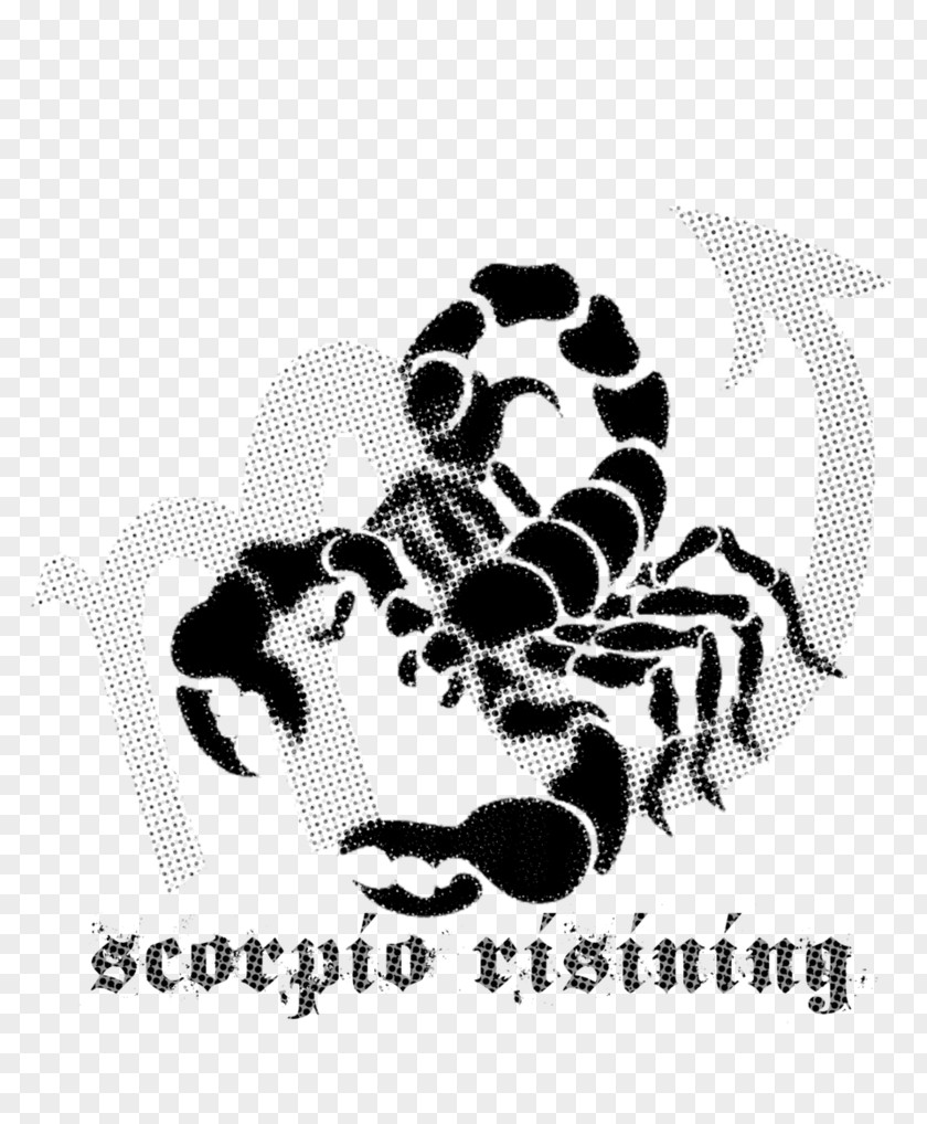 Scorpion Vector Graphics Clip Art Image Illustration PNG