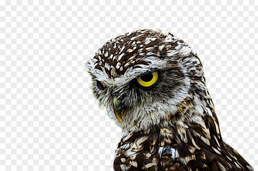 Wildlife Falconiformes Owl Bird Of Prey Beak Western Screech PNG