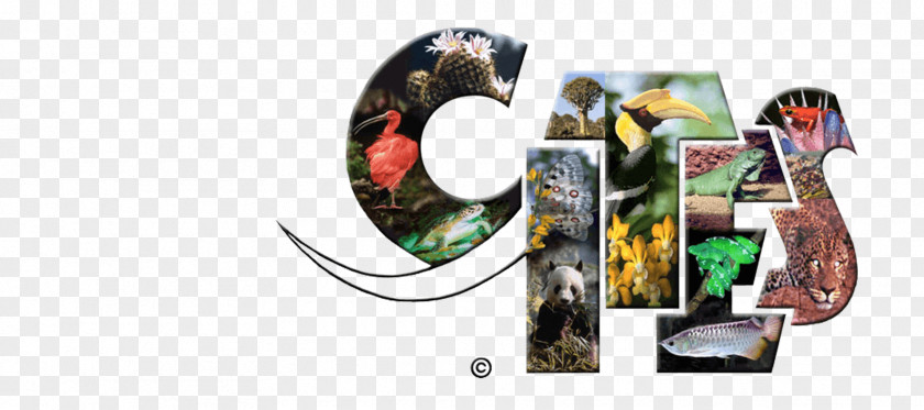 World Wildlife Day CITES Endangered Species Act Of 1973 Threatened Conservation PNG