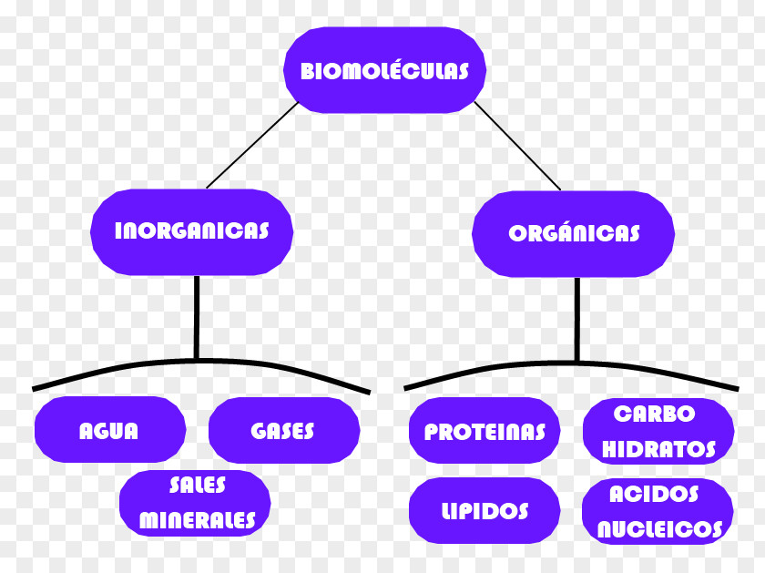 Biomolecule Chemistry Organism Life Beslenme PNG