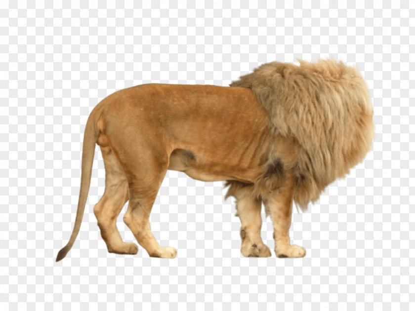 Lion Image Photography Rendering PNG