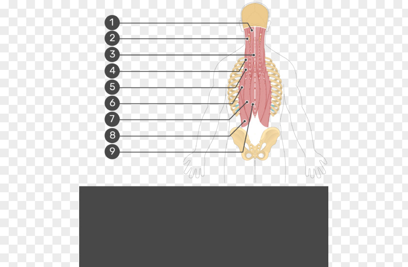 Quadratus Lumborum Muscle Longissimus Iliocostalis Origin And Insertion PNG