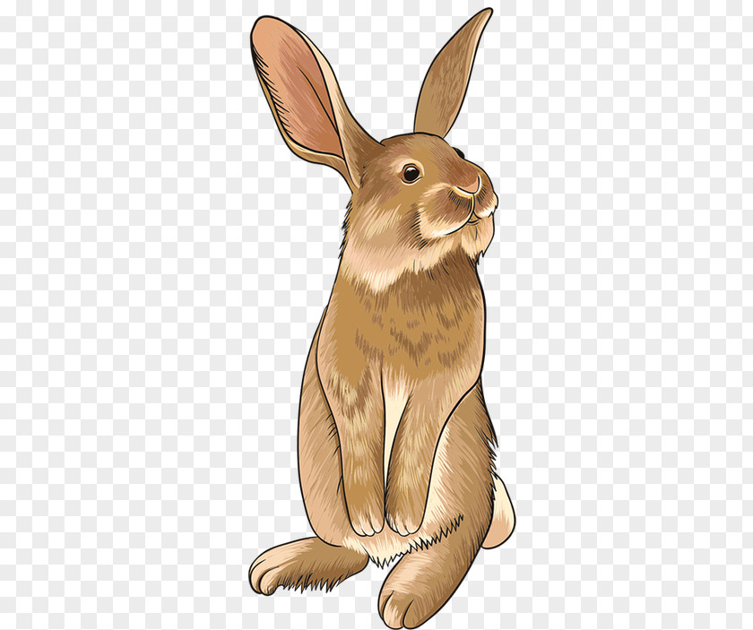 Rabbit Domestic Hare Easter Bunny Image PNG