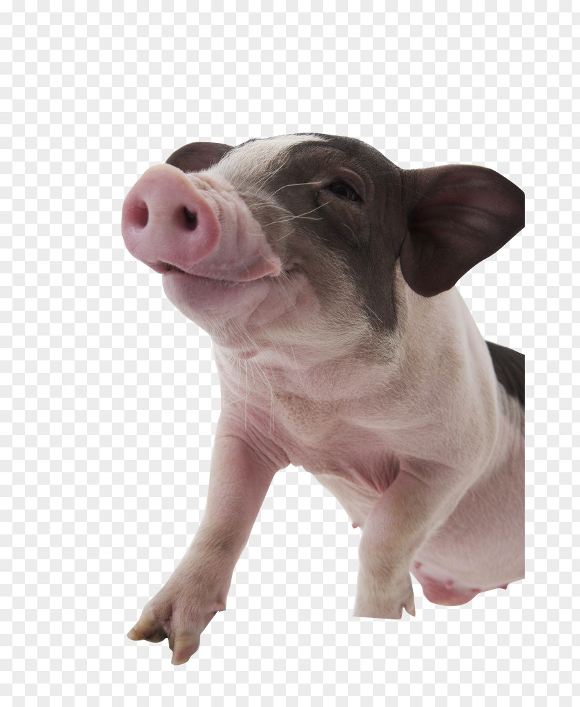 Smiling Pig Pet Dog Photography PNG