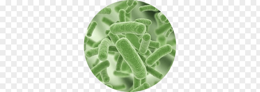 Bacteria PNG clipart PNG