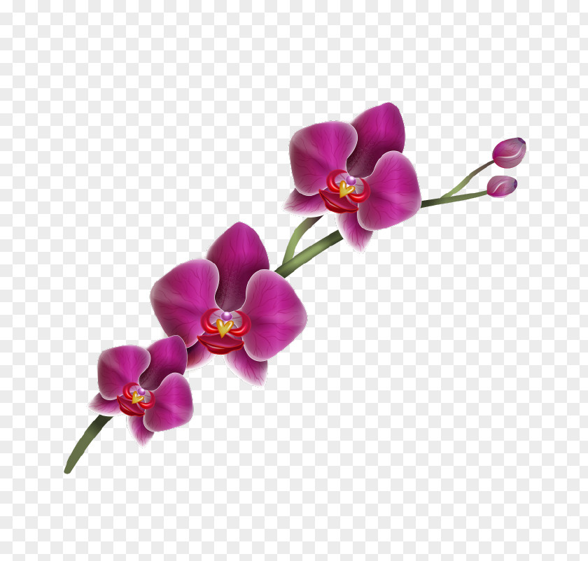 Delicate Moth Orchids Flower Drawing Clip Art PNG