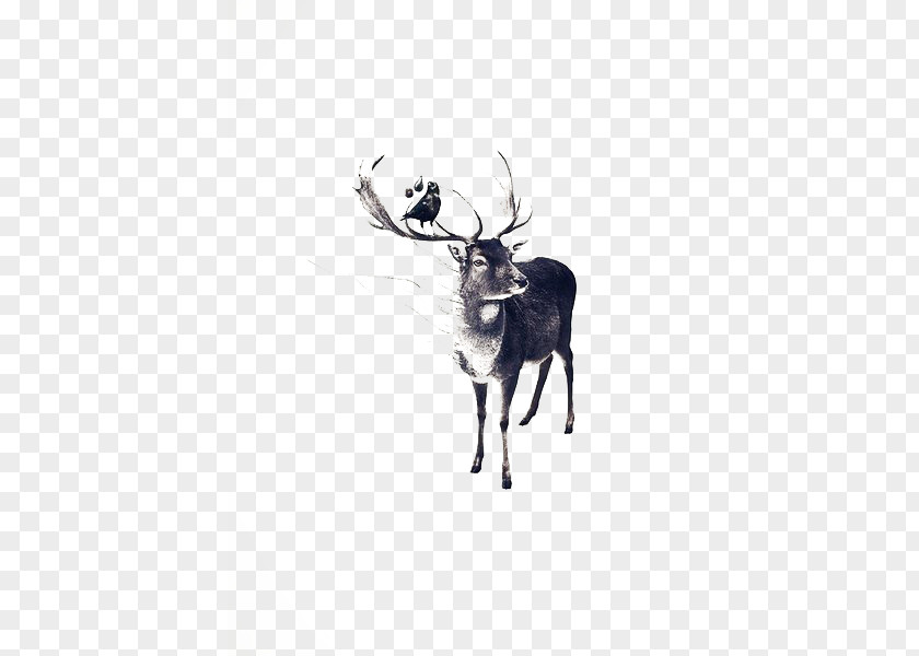 Ink Deer Reindeer Drawing Illustration PNG