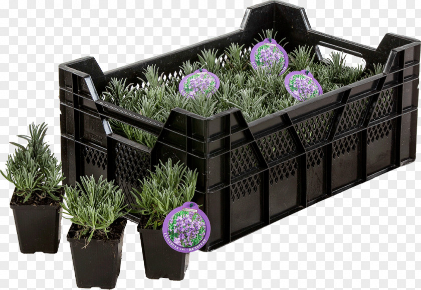 Plant English Lavender Flowerpot Herb Perennial PNG